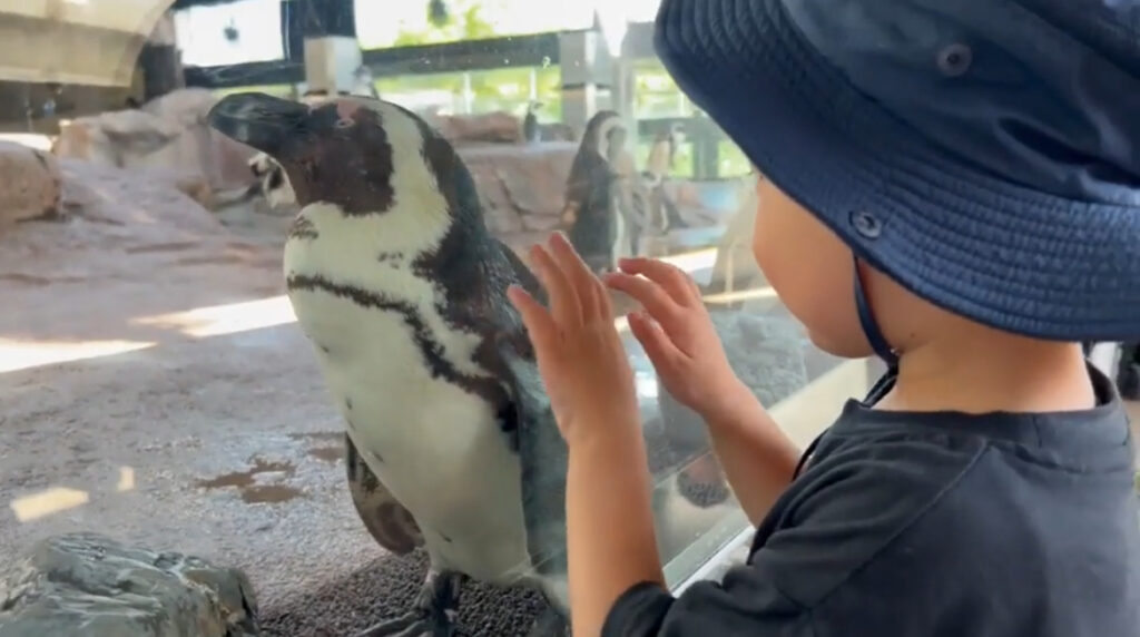 3歳0歳と行く京都水族館【車なし子連れおでかけ】