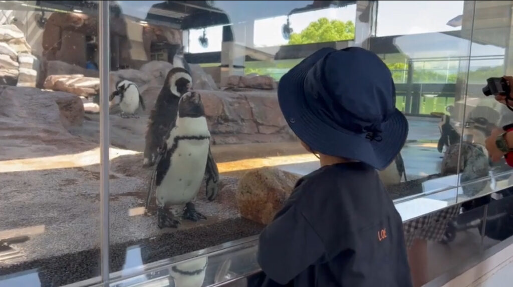 3歳0歳と行く京都水族館【車なし子連れおでかけ】